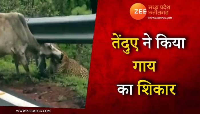 दोगुने वजन की गाय को घसीटकर ले गया तेंदुआ, 28 सेकंड का वीडियो वायरल