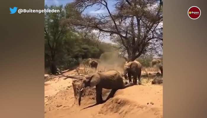 हाथी ने अपने बच्चो को सिखाया ऐसे सबक, वीडियो में देखिए आगे क्या हुआ