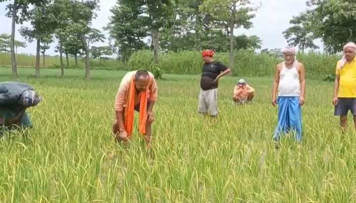 मधेपुरा में बारिश नहीं होने से जिले में सुखाड़ का है आलम, फसल हो रही बर्बाद