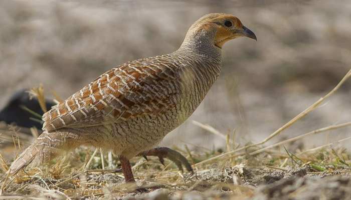 तीतर पालकर हर महीने करें लाखों की कमाई, मोटा मुनाफा कमाने का सस्ता कारोबार