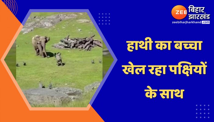 हाथी का बच्चा खेल रहा पक्षियों के साथ, देखें मज़ेदार वीडियो