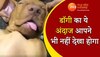 Dog Ka Video: डॉगी के सोने का ऐसा क्यूट अंदाज नहीं देखा होगा, देखिए वीडियो