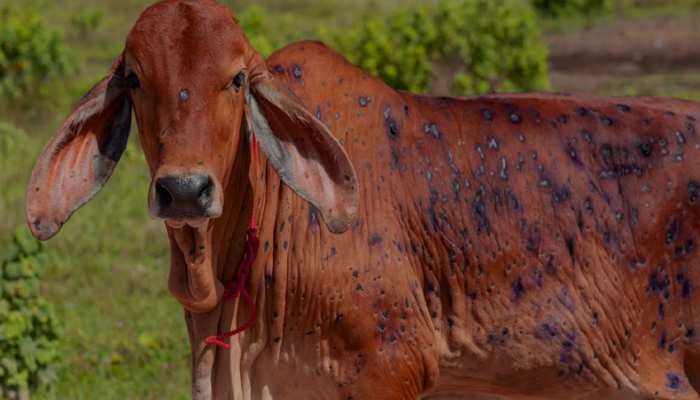 दौसा: लम्पी स्किन डिजीज ने मचाया कहर, संक्रमित गोवंश का आंकड़ा दस हजार पार 