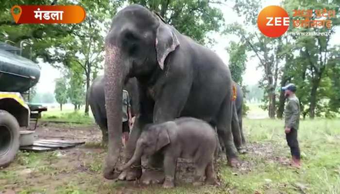 Elephants Fun: पार्क में जश्न का महौल, 'कृष्णा' के जन्म से बढ़ा हाथियों का कुनबा