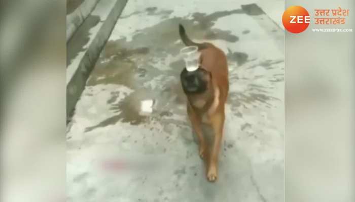 Funny Dog: क्यूट डॉगी ने किया ऐसा काम, लोग बोल रहें दारू पी कर टूल्ल है ये कुत्ता 