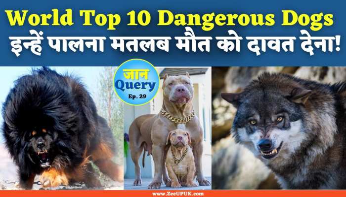 Video: इन कुत्तों को पालना मतलब मौत को दावत देना, देखिए दुनिया के सबसे खतरनाक Dogs