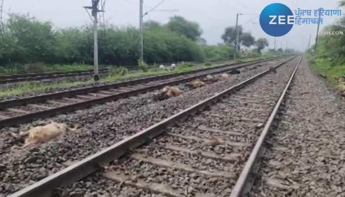 Sheep Died Video: दर्दनाक वीडियो, 50 भेड़ों की ट्रेन से कटकर हुई मौत