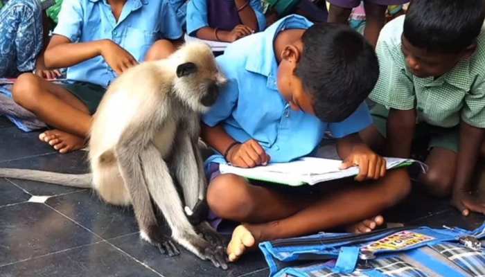 स्कूल की क्लास में घुसकर बैठ जाता है ये लंगूर, टीचर जब पढ़ाते हैं तो करता है ऐसा काम