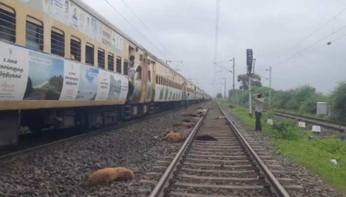 Pathankot Express: पठानकोट एक्सप्रेस के सामने आया भेड़ों का झूंड, हुई दर्दनाक मौत