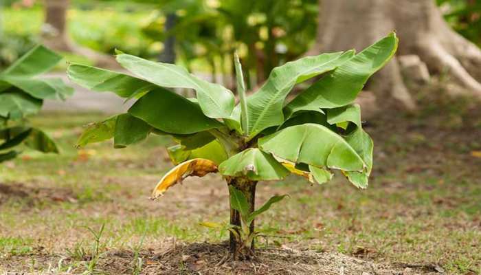 Banana Tree Remedies: रंक को भी राजा बना देते हैं केले के पेड़ ये उपाय, पैसों से कभी खाली नहीं होती तिजोरी | astro tips banana tree remedies for money related problem