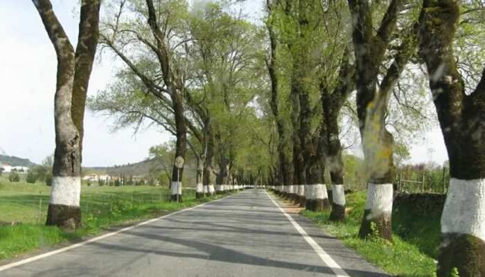 Why is white paint done on roadside trees know the scientific reason behind it amazing facts kjed | सड़क किनारे लगे पेड़ों पर आखिर क्यों किया जाता है सफेद पेंट, जानें इसके