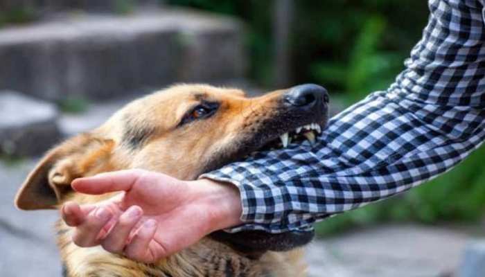 Dog Bite First Aid: कुत्ते के काटते ही अपनाएं ये घरेलू उपाय, नहीं फैलेगा जहर