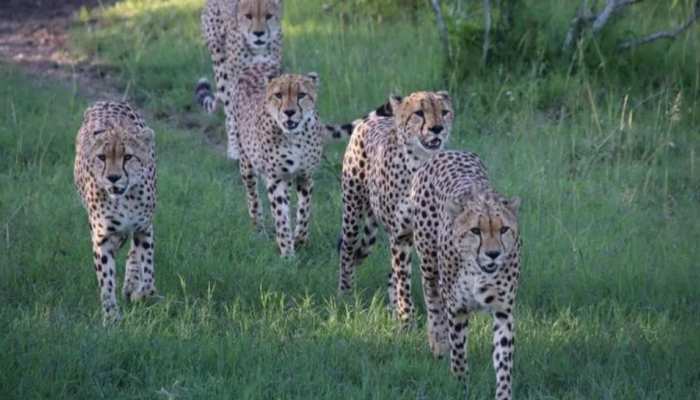 Cheetahs in India: जयपुर नहीं; ग्वालियर में लैंडिंग, चिनूक हेलीकॉप्टर से शिफ्टिंग, नामीबिया से आने वाले चीतों को लेकर ये है प्लान