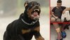 Rottweilers Attack