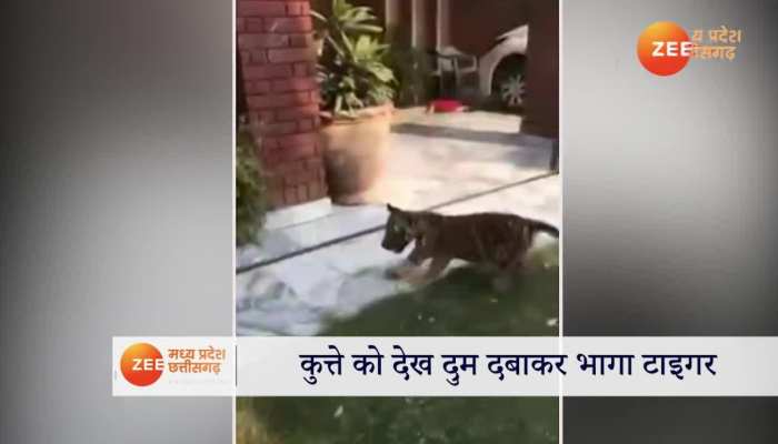 Dog And Tiger: डॉग का दम देख पस्त हुआ टाइगर! दुम दबाकर भागने का वीडियो वायरल