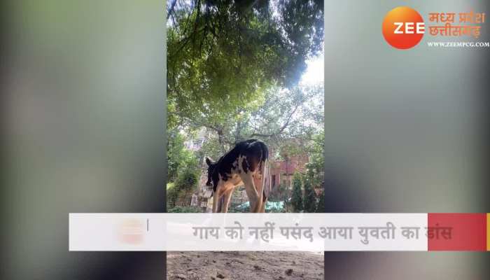 गाय के सामने लड़की करने लगी डांस, देखिए फिर आगे क्या हुआ VIDEO