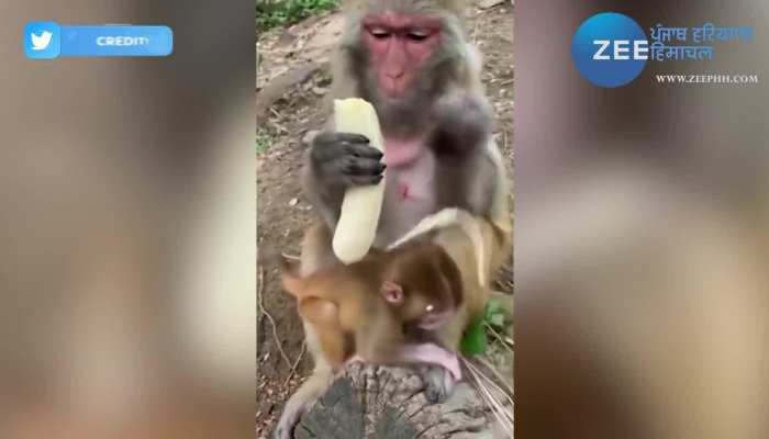 watch funny video of monkey eating kela banana in good manner like human viral mkph | Monkey Video: इंसान से आगे निकले बंदर, लोगों को सिखाया केले खाने का तरीका | Zee News Hindi watch funny video of monkey eating kela banana in good manner like human viral mkph | Monkey Video: इंसान से आगे निकले बंदर, लोगों को सिखाया केले खाने का तरीका | Zee News Hindi