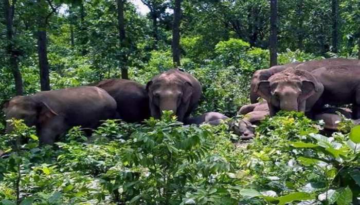 Govt of India start its efforts to save National Heritage Animal elephant in the country Govt of India start its efforts to save National Heritage Animal elephant in the country