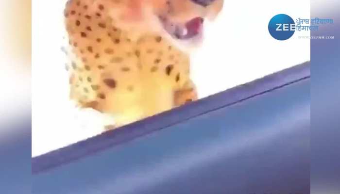 Cheetah Selfie Viral Video: ਟੂਰਿਸਟ ਨਾਲ ਸੈਲਫ਼ੀ ਲੈਣ ਖੁਦ ਉਹਨਾਂ ਦੀ ਗੱਡੀ 'ਚ ਆਇਆ Cheetah, ਫਿਰ ਹੋਇਆ ਕੁਝ ਅਜਿਹਾ... 