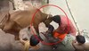 Pitbull Dog ने अचानक गाय पर किया हमला, Video हुआ वायरल तो पुलिस ने उठाया ऐसा कदम