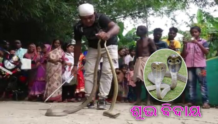 ଭୟ ନା ଭକ୍ତି? ପାଞ୍ଚ ବର୍ଷ ପରେ ବିଦାୟ ନେଲେ ନାଗ-ନାଗୁଣୀ, ଗାଁ କମ୍ପାଇଲା ଶଙ୍ଖ ନାଦ ସହ ହୁଳହୁଳି