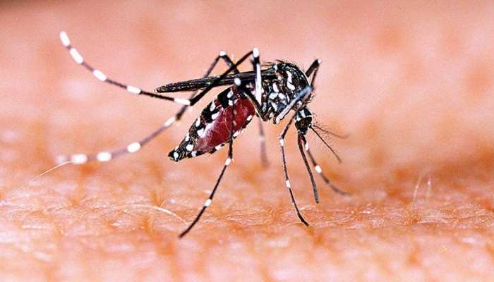 Dengue: बारिश के दिनों में डेंगू से ऐसे रखें खुद को सुरक्षित, नहीं पड़ेंगे बीमार