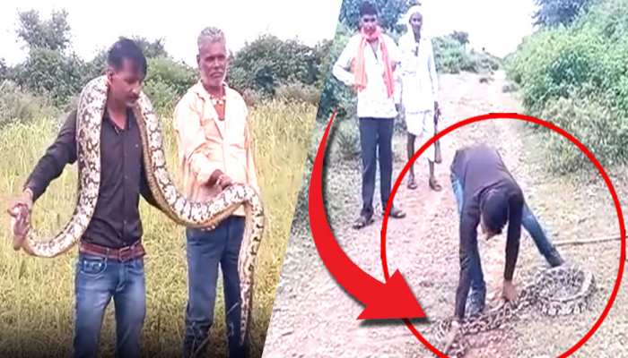 30 किलो के नीलगाय को निगल गया अजगर फिर 6 घंटे के बाद हुआ ये कि...