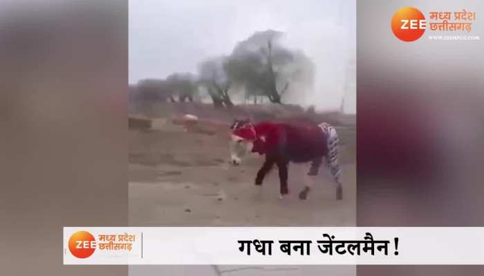Gadhe ka Video: सज धज कर जेंटलमैन बना गधा, सैर पर निकला तो लोगों ने दिया ये रिएक्शन
