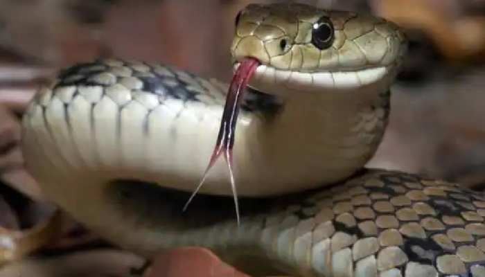 Snake Bite: एक ही परिवार के तीन लोगों को जहरीले सांप ने डसा, दो की मौत