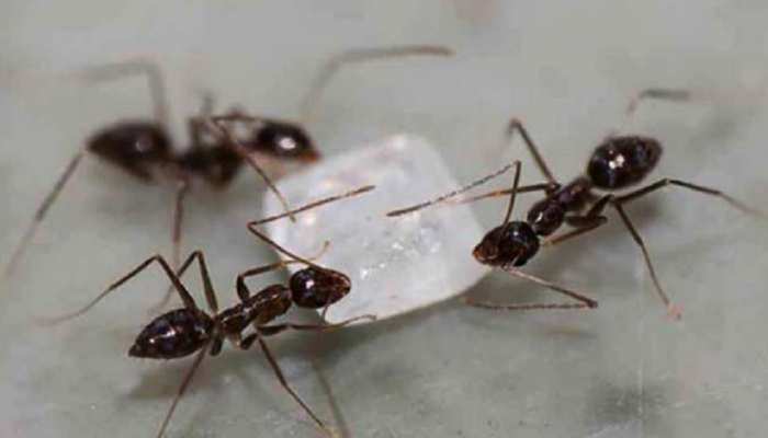 धरती पर कितनी चींटियां रहती हैं? हो गया खुलासा, जानें इंसानों के लिए कितना फायदेमंद