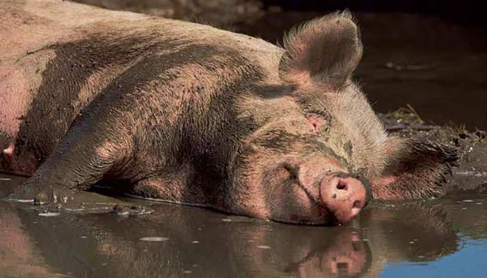 Knowledge News: कीचड़ में ही क्यों घूमते हैं सूअर? इसके पीछे हैं वैज्ञानिक कारण; जानें 5 मजेदार Facts