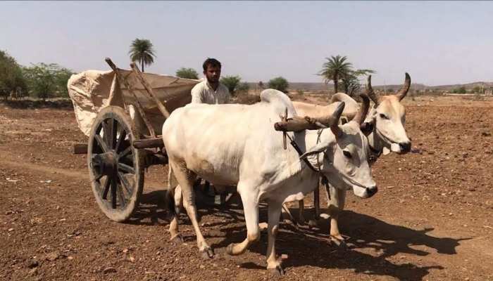 बैलगाड़ी से हो रही थी शराब की तस्करी; इसे पकड़कर खुद मुसीबत में फंस गई पुलिस ! 