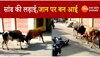 Bull Fight: देखिए जब दो सांड आपस में लड़े तो स्कूटी का क्या हाल हुआ