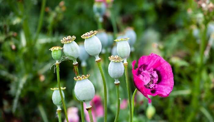 New Opium Policy: किसानों के चेहरे पर आई मुस्कान, सरकार ने जारी की नई अफीम नीति