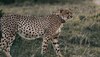 Cheetah: देश में बढ़ने वाली है चीतों की संख्या! नामीबिया से आई 'आशा' दे सकती है Good News