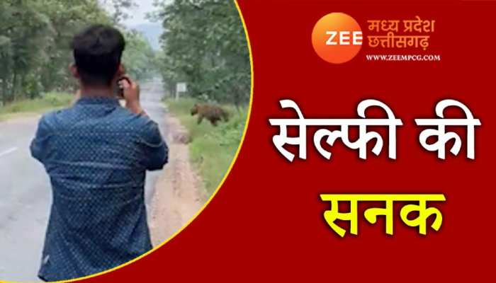 सेल्फी की सनक, टाइगर के पास पहुंचे दो युवक, देखें फिर क्या हुआ 