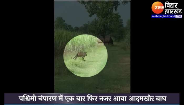 पश्चिमी चंपारण में एक बार फिर नजर आया 'आदमखोर' बाघ