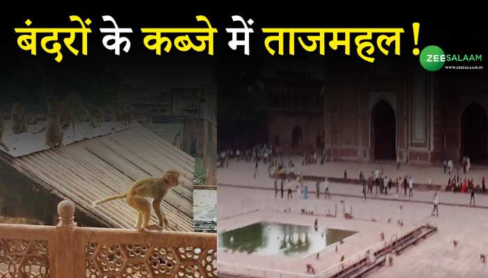 Agra: बंदरों ने किया ताजमहल पर कब्जा, पर्यटकों के साथ-साथ प्रशासन भी परेशान!