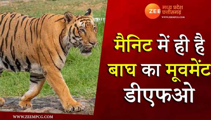 मैनिट में घूम रहा जानवर बाघ ही है, फॉरेस्ट अफसर ने कर दी पुष्टि