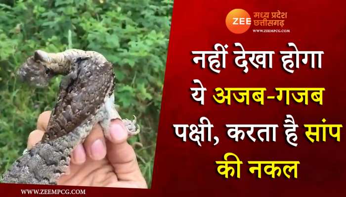 नहीं देखा होगा ये अजब-गजब पक्षी, करता है सांप की नकल