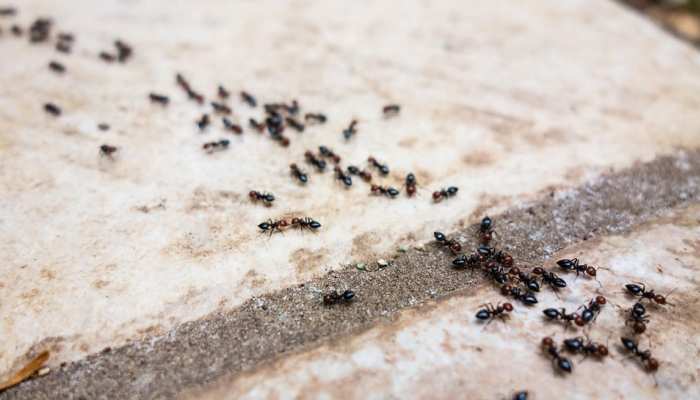 घर में चींटियों के आने से हो चुके हैं परेशान? आज ही अपना लें ये 5 आसान नुस्खे