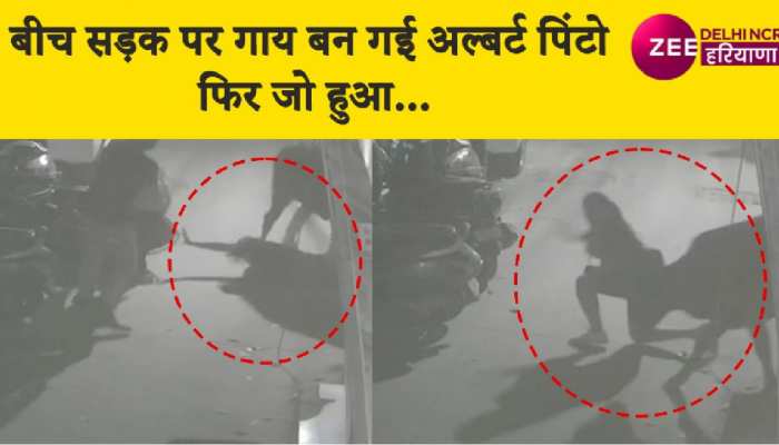 कालकाजी में गाय का हुआ पारा हाई फिर भरी भीड़ में युवती का किया ऐसा हाल, CCTV फुटेज आई सामने
