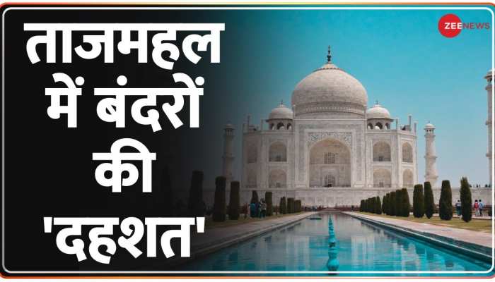 Uttar Pradesh: ताजमहल में बंदरों ने विदेशी पर्यटकों पर किया हमला