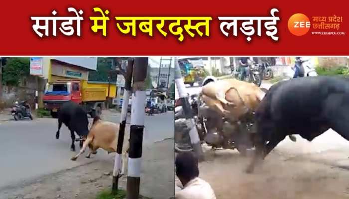 दो सांडों में जबरदस्त लड़ाई, एक ने दूसरे को उठाकर बाइक पर पटक दिया