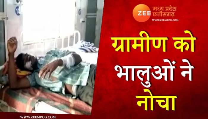 भालुओं ने मिलकर युवक को नोचा, घायल होकर पहुंचा हॉस्पिटल
