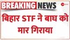 बगहा में बिहार STF ने मार गिराया आदमखोर बाघ 