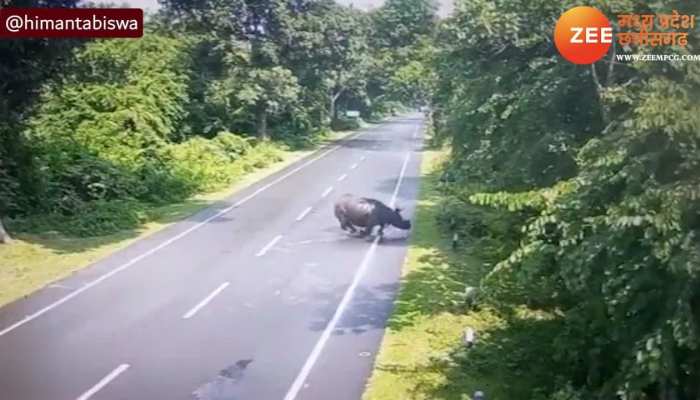 रोड पार कर रहा था गेंडा, तभी तेज रफ्तार ट्रक टकराया, देखिए फिर क्या हुआ VIDEO