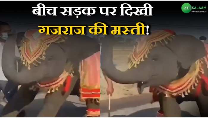 Elephant Viral video: बीच सड़क पर दिखी गजराज की मस्ती!