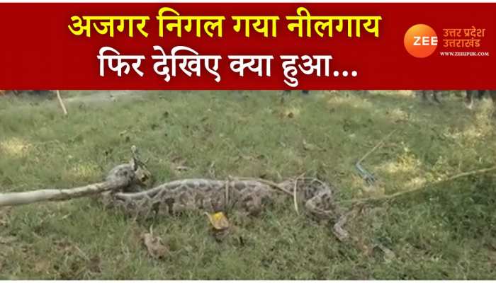 Amethi news villagers panicked after seeing Python swallowing nilgai video viral nilgai Nikal Gaya ajgar PRUP | Amethi: नीलगाय को निगलता देख ग्रामीणों में मचा हड़कंप, फिर देखो क्या हुआ | Zee Amethi news villagers panicked after seeing Python swallowing nilgai video viral nilgai Nikal Gaya ajgar PRUP | Amethi: नीलगाय को निगलता देख ग्रामीणों में मचा हड़कंप, फिर देखो क्या हुआ | Zee