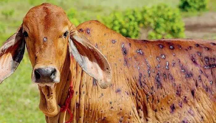 Lumpy Skin Disease: मध्य प्रदेश में लंपी वायरस का कहर, अब तक 336 पशुओं की मौत